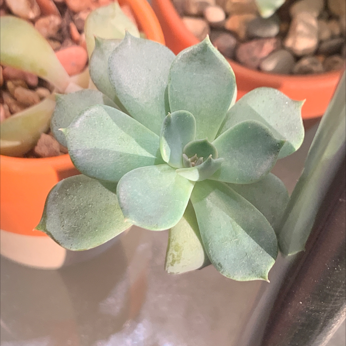 Close-up of a Blue Echeveria succulent with healthy, fleshy leaves in a rosette pattern.