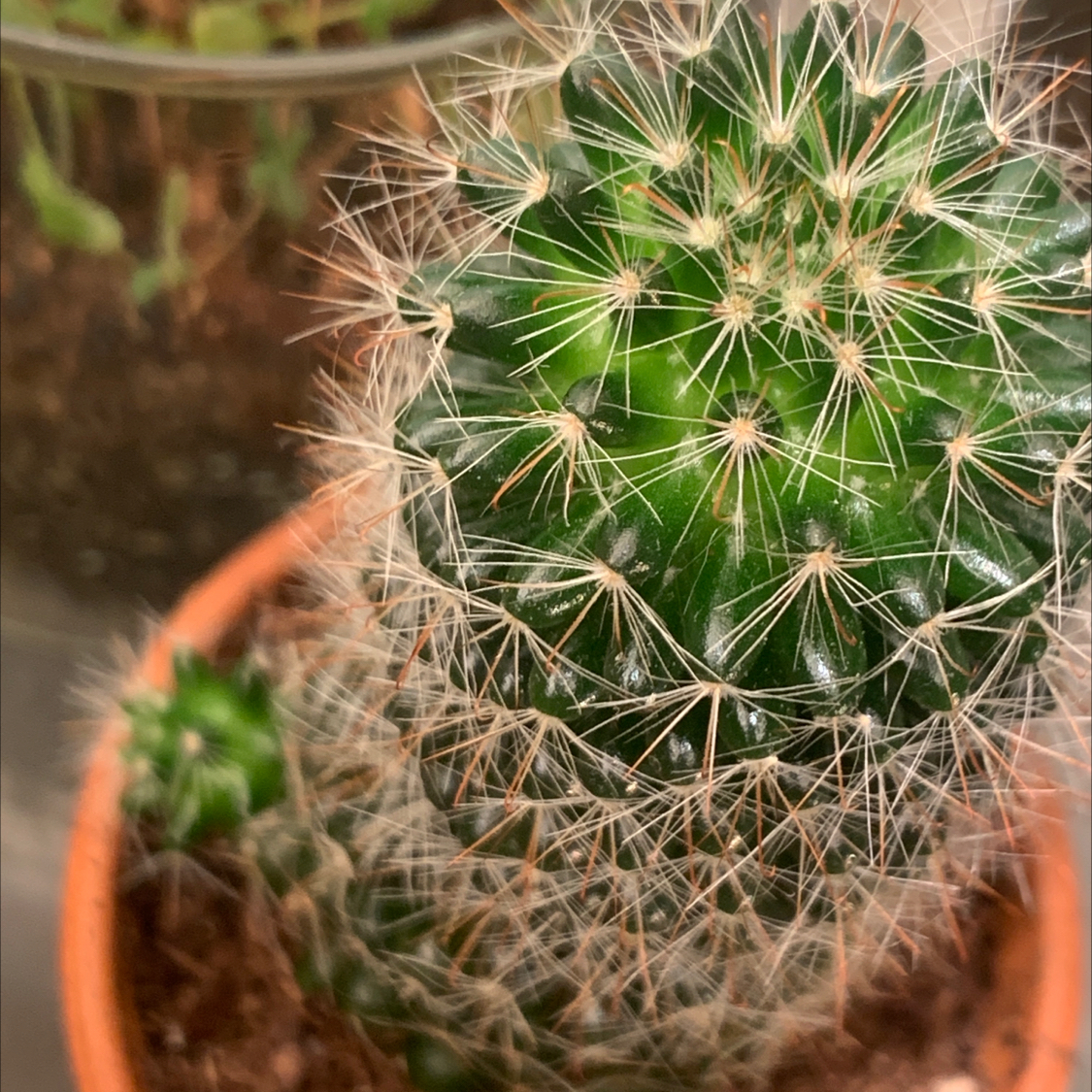 Close-up of a healthy Simpson Hedgehog Cactus with dense white spines and vibrant green body in a small pot.