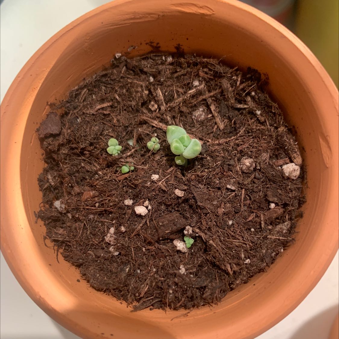 Small Blue Echeveria plant in a terracotta pot with visible soil.