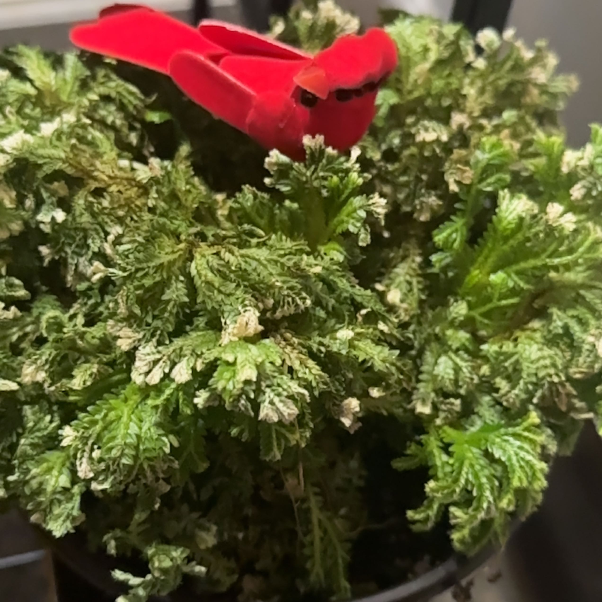 Healthy, vibrant Club Moss plant with lush green foliage and a red flower petal resting on top, well-framed against a dark background.