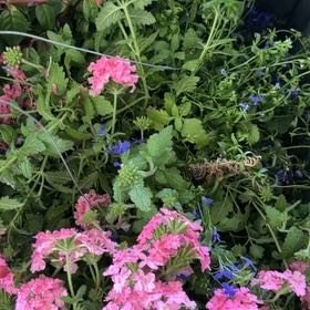 Photo of the plant species Trailing Lantana by @CalmKohekohe51 named Kylie on Greg, the plant care app