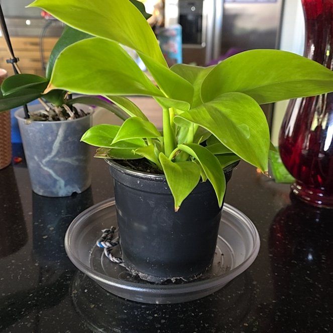 Photo of the plant species Philodendron 'Imperial Gold' by @ArticulateFord0 named NoNameYet on Greg, the plant care app