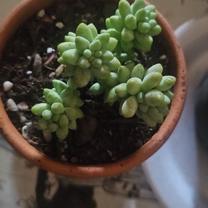 Photo of the plant species Donkey Tail by @PiquantChaya named Cosmo on Greg, the plant care app