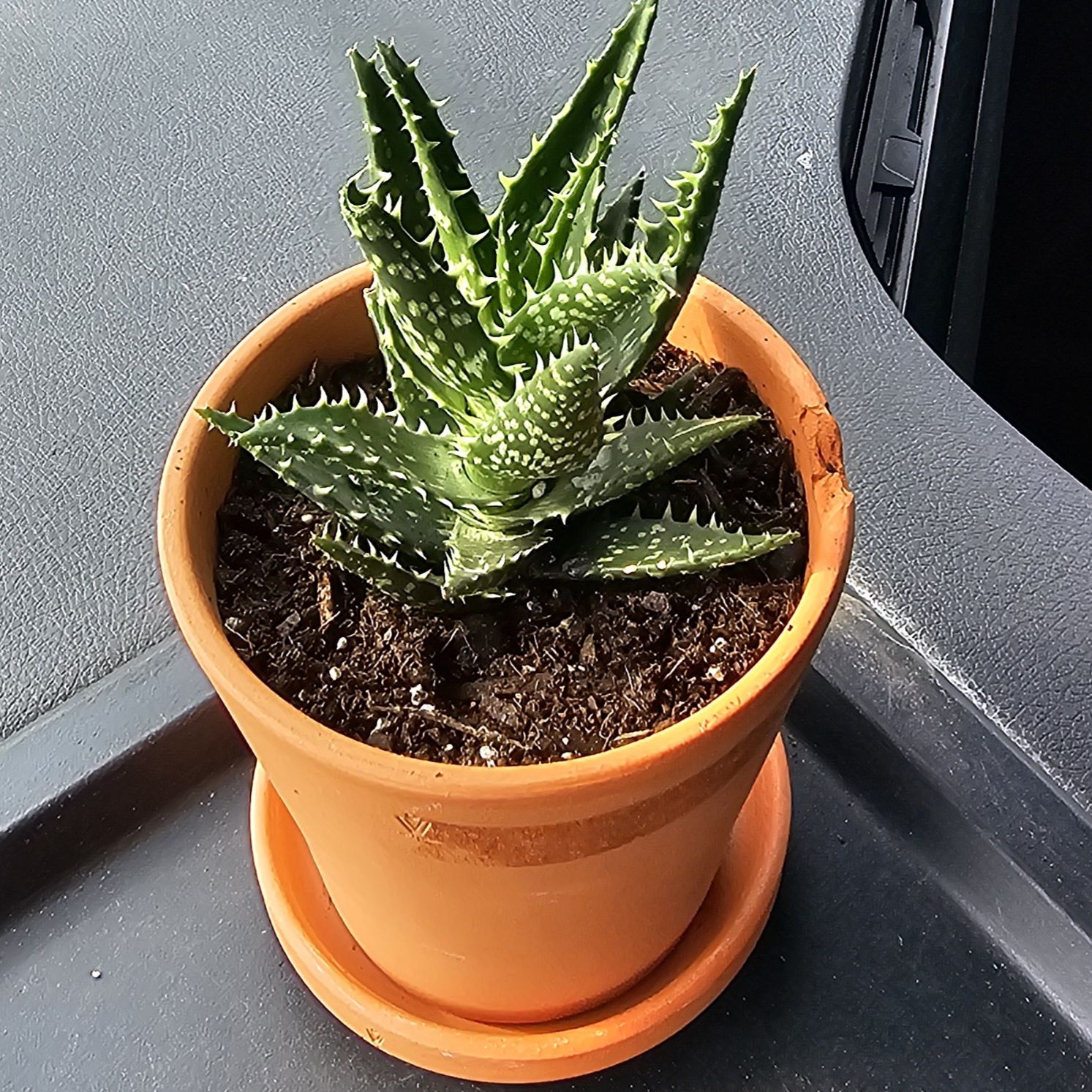 Photo of the plant species Aloe 'Minnie Belle' by @PiquantChaya named Lulu on Greg, the plant care app