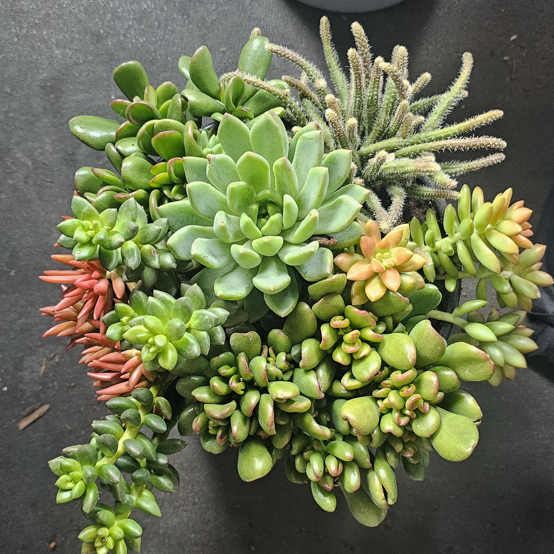 Photo of the plant species Echeveria 'Tippy' by @PiquantChaya named Sahara on Greg, the plant care app