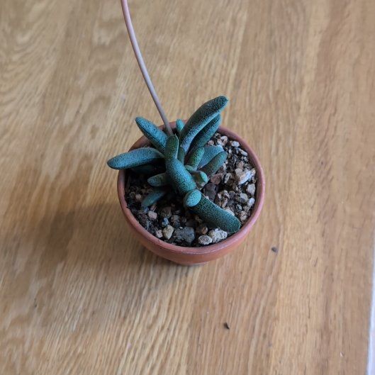 Photo of the plant species Suurberg Gasteria by @SaluteGreen89 named Mochi on Greg, the plant care app