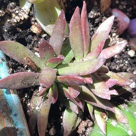 Photo of the plant species Dudleya Greenei by @RealCooperi93 named Osmo on Greg, the plant care app