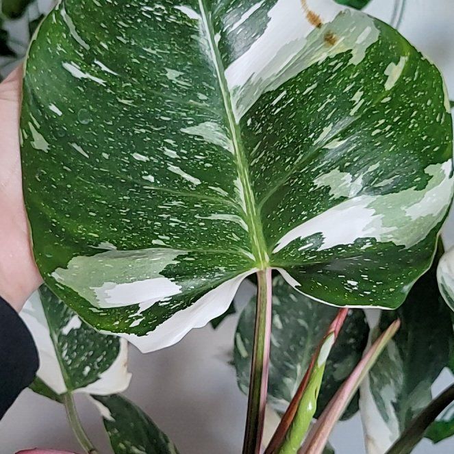 Photo of the plant species Ring Of Fire by @PoetBlueoak13 named Bruce Lee on Greg, the plant care app