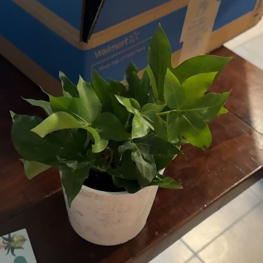 Photo of the plant species Fatshedera hybrid by @HeadTukauki13 named Lebron on Greg, the plant care app