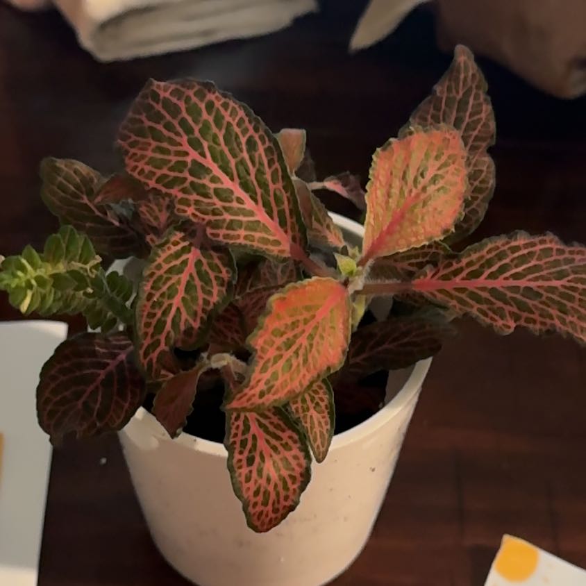 Photo of the plant species Fittonia by @HeadTukauki13 named Robert Plant on Greg, the plant care app