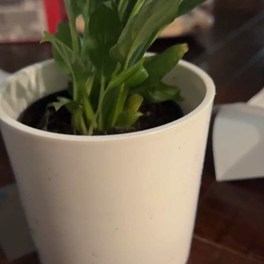 Photo of the plant species Spathiphyllum 'Mojo' by @HeadTukauki13 named Gaga on Greg, the plant care app
