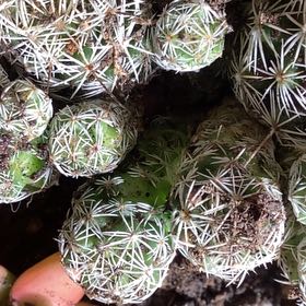 Photo of the plant species Thimble Cactus by @YesTwister96 named Ulysses S Plant on Greg, the plant care app