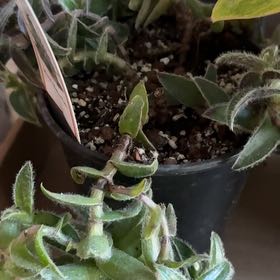 Photo of the plant species Kitten Ears by @HotCalethea85 named Treeyoncé on Greg, the plant care app