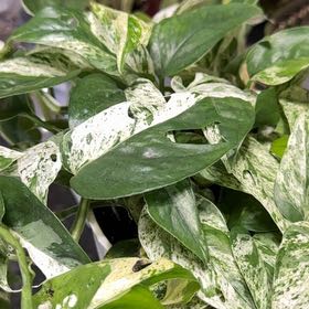 Photo of the plant species Epipremnum 'Split Leaf Glacier' by @HotCalethea85 named Sir Plancelot on Greg, the plant care app