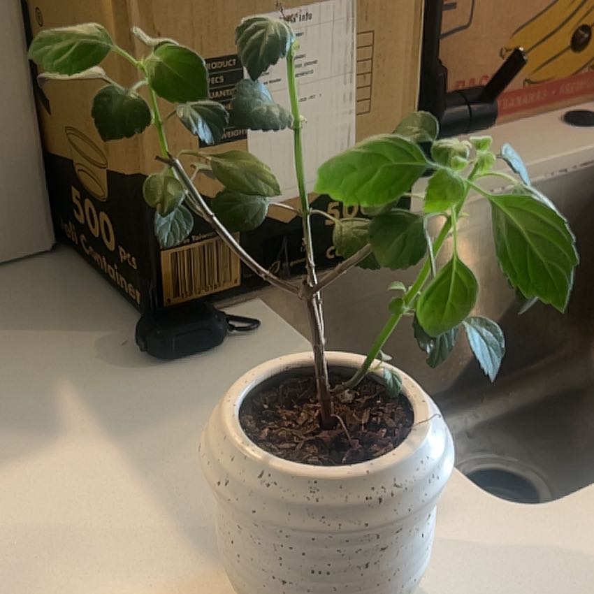 Photo of the plant species Mona Lavender by @BeneficSapote99 named Keanu Leaves on Greg, the plant care app