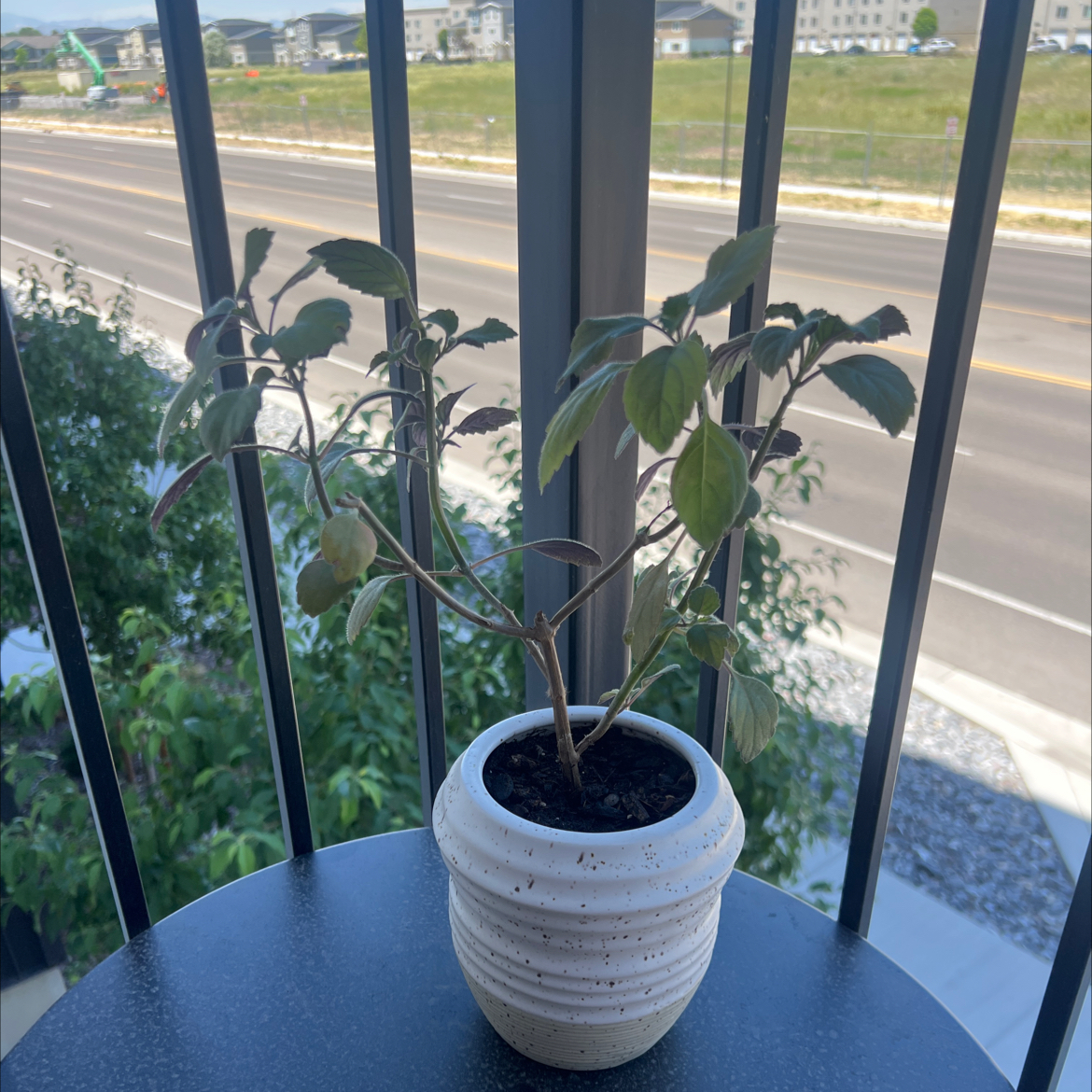 Photo of the plant species Mona Lavender by @BeneficSapote99 named Keanu Leaves on Greg, the plant care app