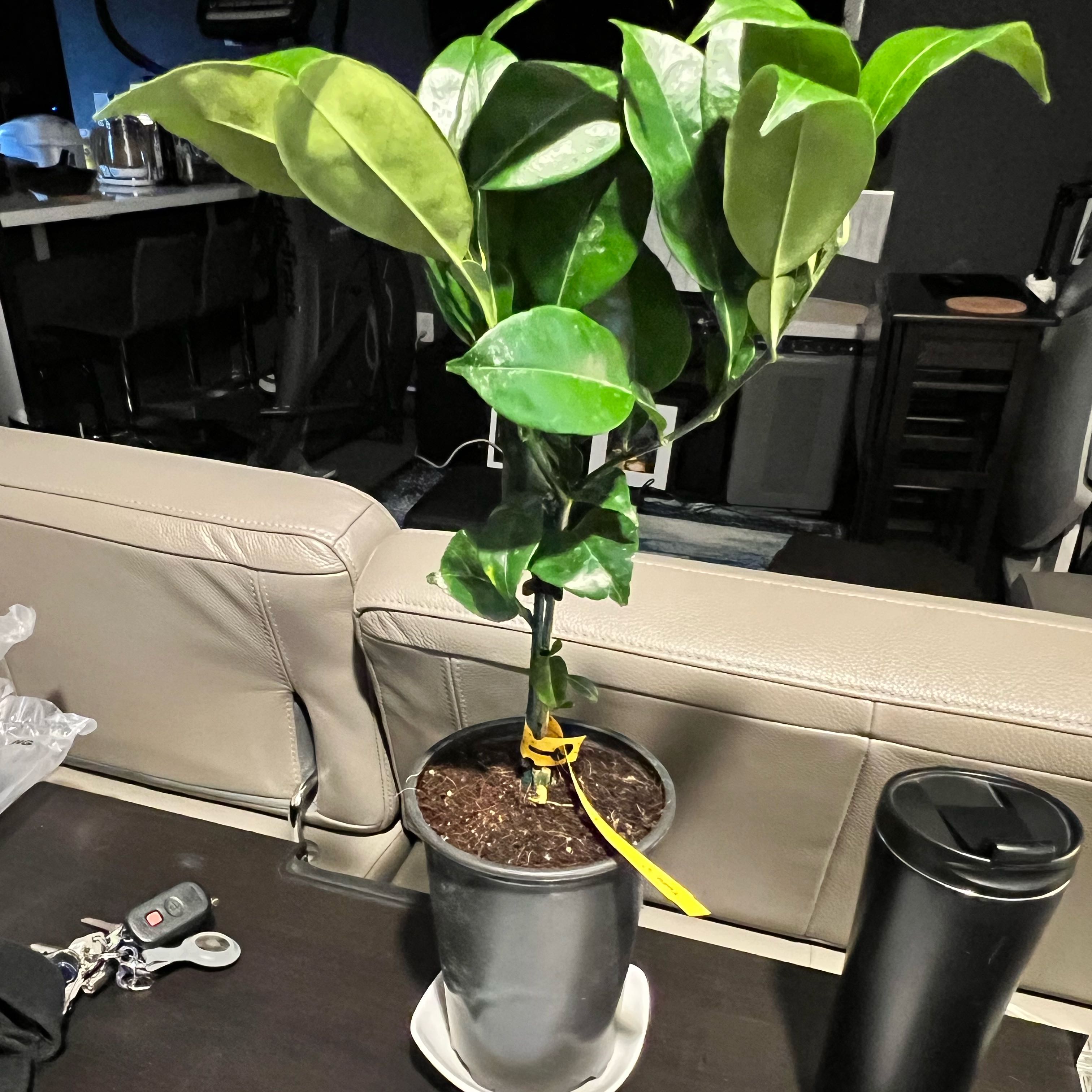 Photo of the plant species Sudachi Hybrid Yuzu by @HotKurrajong75 named Figyonce on Greg, the plant care app