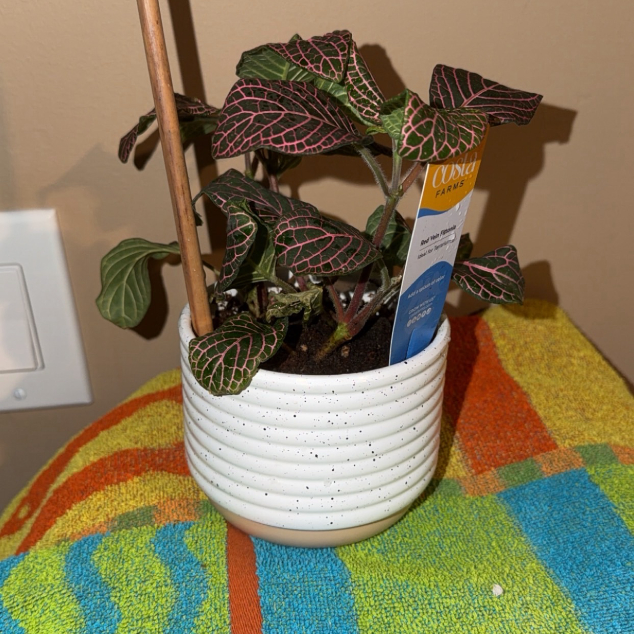 Photo of the plant species Red Vein Fittonia by @MasterfulRye named Forrest on Greg, the plant care app