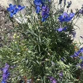 Photo of the plant species Siberian Larkspur by @PeachySucc25 named ChloroPhil on Greg, the plant care app