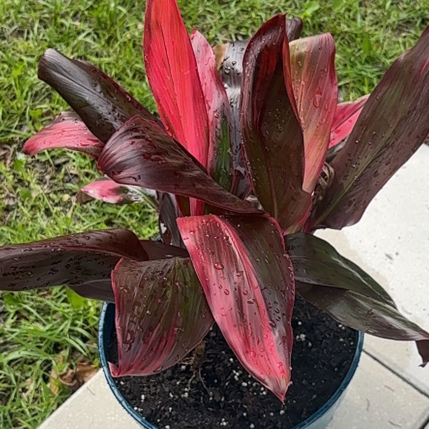 Photo of the plant species Hawaiian Ti Plant 'Florica' by @PeachySucc25 named Florica on Greg, the plant care app