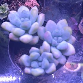 Photo of the plant species Sedum treleasei by @MatureJuniper9 named Tree Diddy on Greg, the plant care app