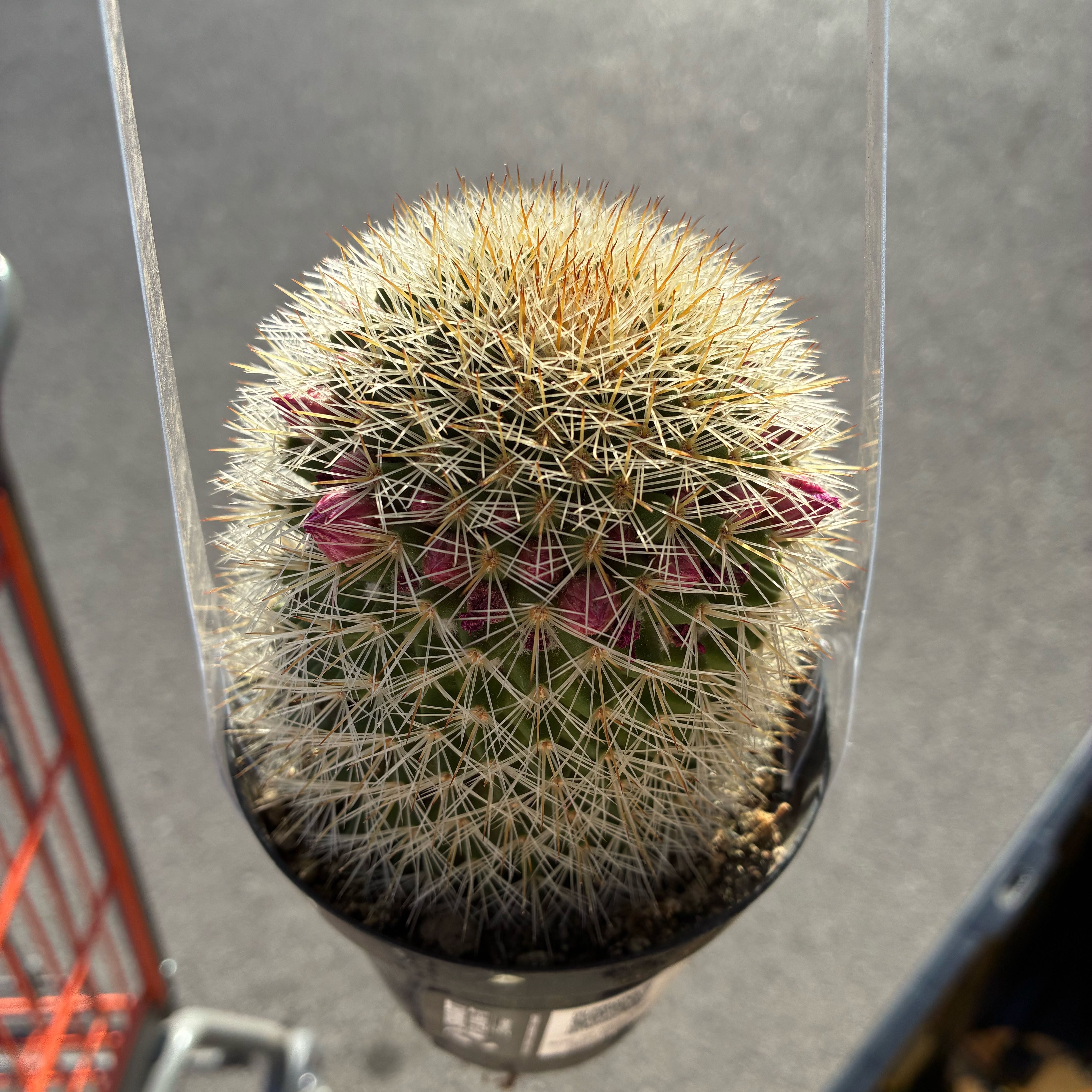 Photo of the plant species Mammilaria Spinosissima by @KnightHedera39 named Pax on Greg, the plant care app
