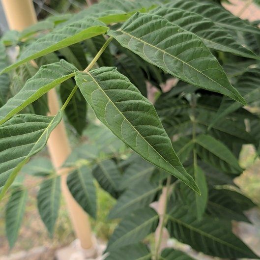 Photo of the plant species Tree-of-Heaven by @DollOlivetree32 named Gobi on Greg, the plant care app
