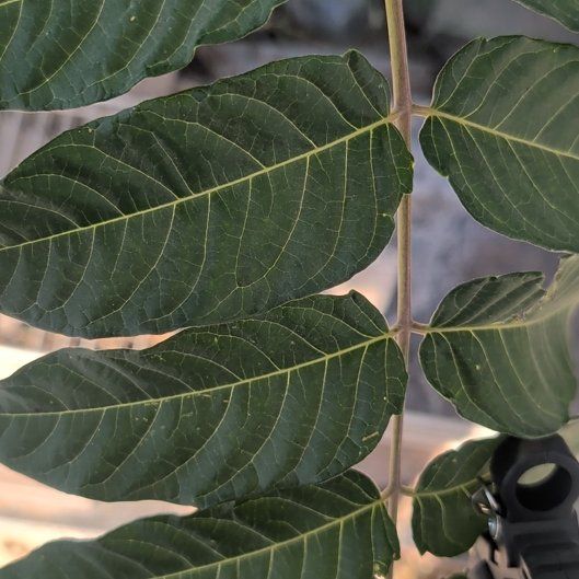 Photo of the plant species Tree-of-Heaven by @DollOlivetree32 named Pax on Greg, the plant care app