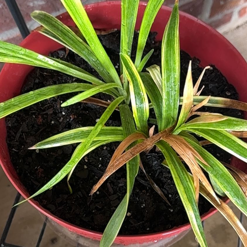 Photo of the plant species Big Blue Lilyturf by @FirstCardoon20 named Ulysses S Plant on Greg, the plant care app