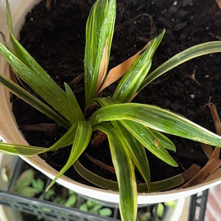 Photo of the plant species Big Blue Lilyturf by @FirstCardoon20 named Osmo on Greg, the plant care app