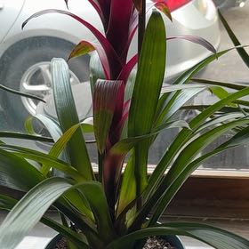 Photo of the plant species Red Bromeliad by @CopaceticCactus named Layla on Greg, the plant care app
