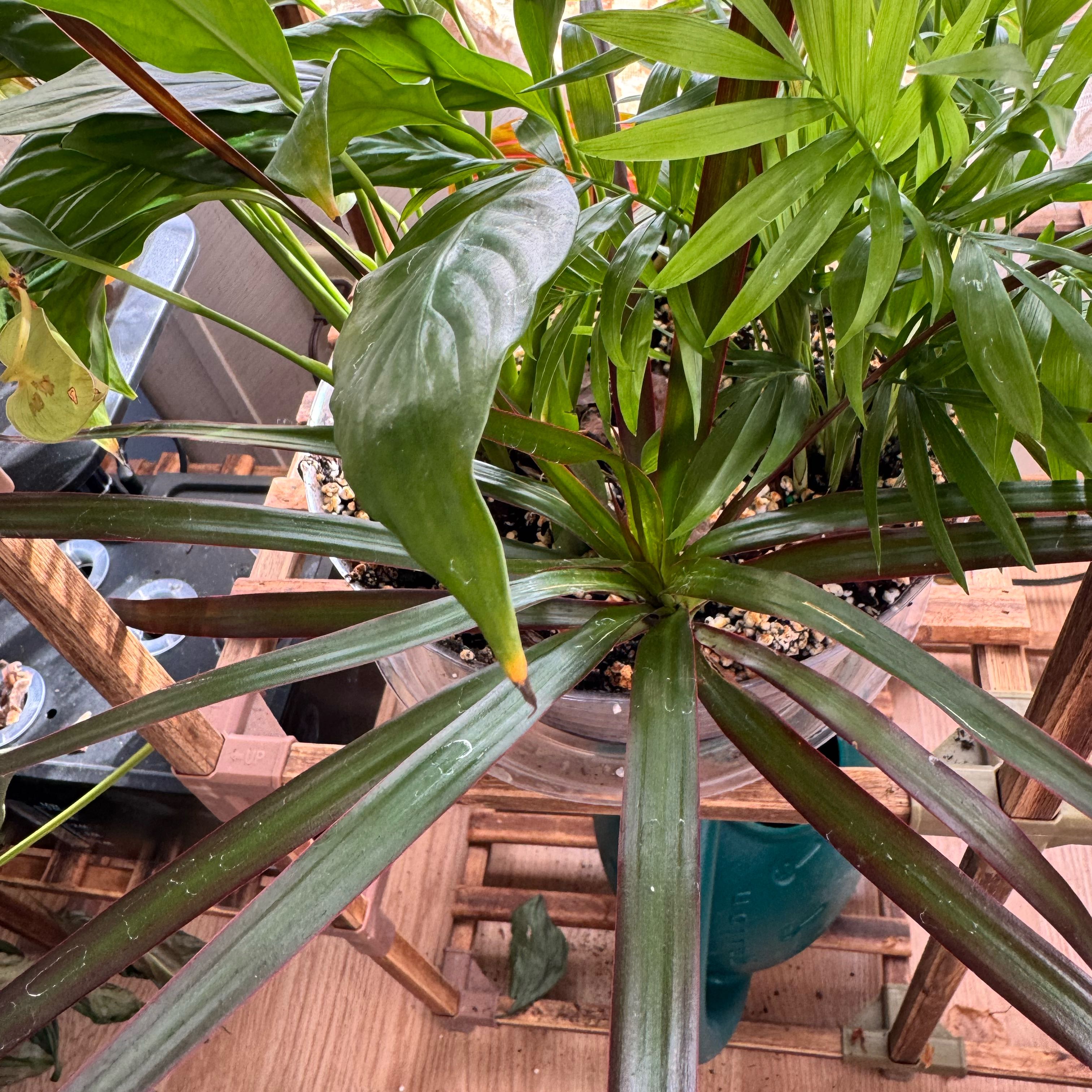 Photo of the plant species Dracaena marginata 'Bicolor' by @ZingyMandarin20 named Rainier on Greg, the plant care app