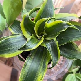 Photo of the plant species Dracaena Tornado Twisted by @ZingyMandarin20 named Almira on Greg, the plant care app