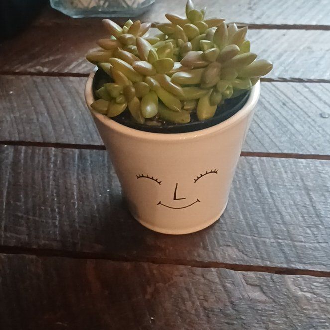 Photo of the plant species Sedum adolphi 'Gold Dust' by @GemCalathea49 named Anne on Greg, the plant care app