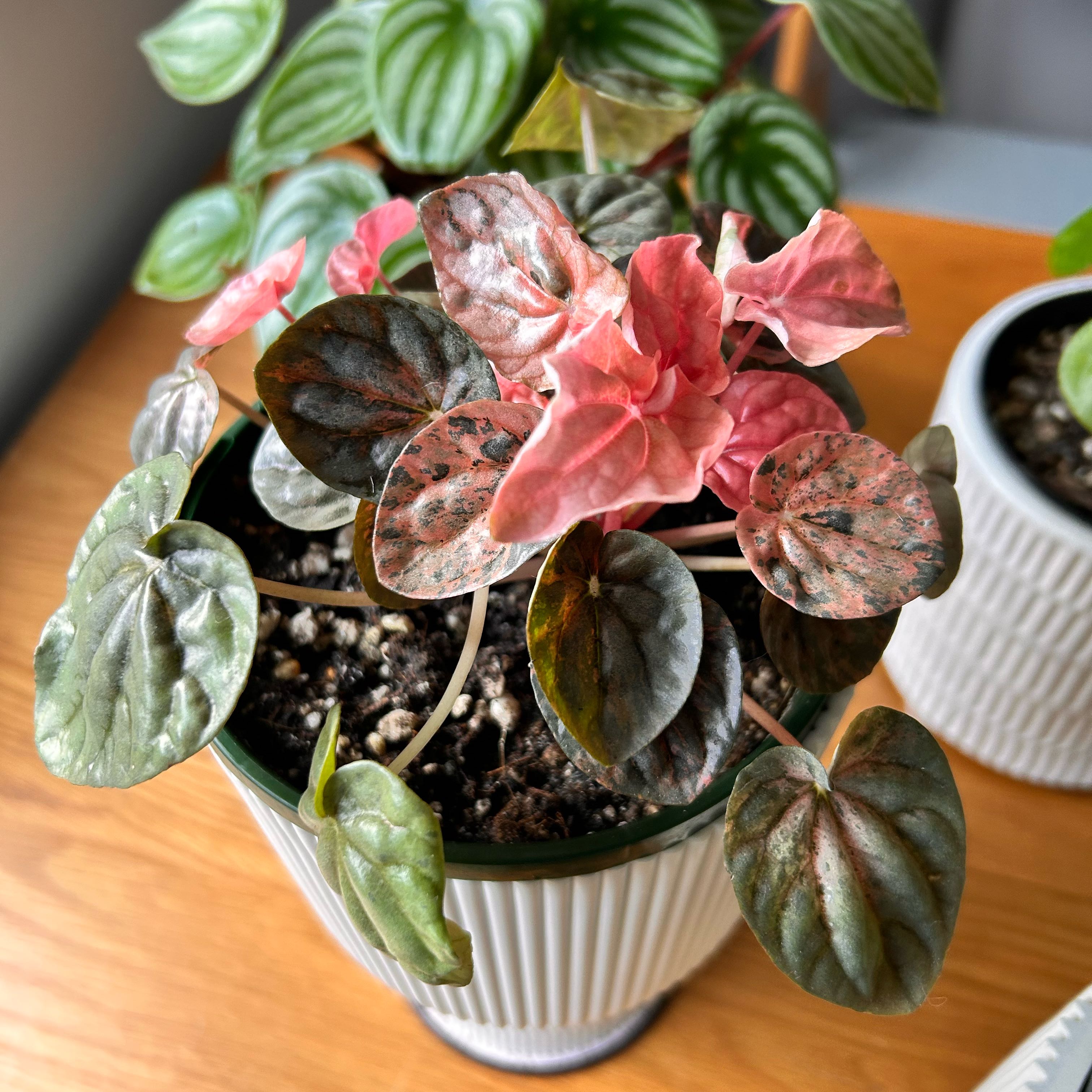 Photo of the plant species Peperomia Pink Lady by @WinBacchus80 named Elina on Greg, the plant care app