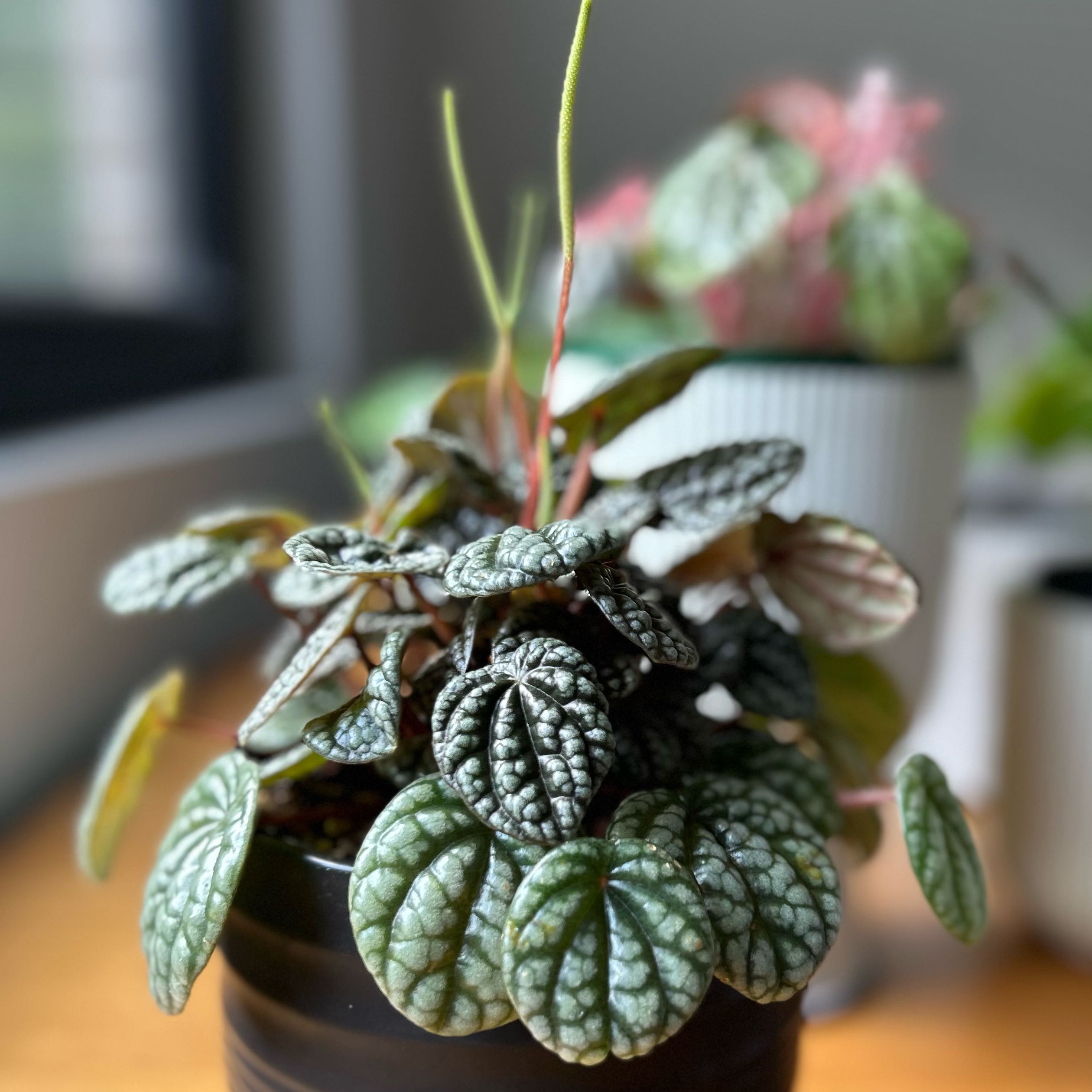 Photo of the plant species Peperomia Burbella by @WinBacchus80 named Madonna on Greg, the plant care app