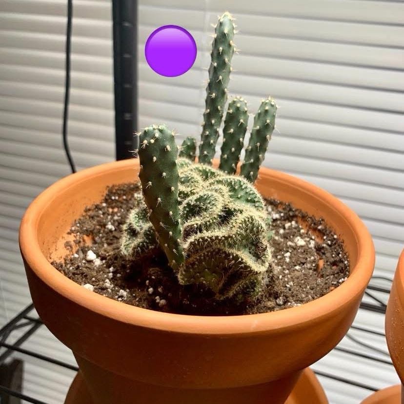Photo of the plant species Snow Ridge by @ComradeRimu13 named Snow Ridg Cactus on Greg, the plant care app