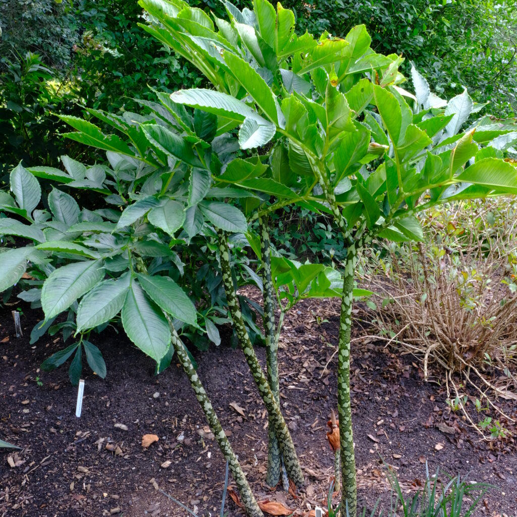 Photo of the plant species Dwarf White Voodoo Lilly by @RadRose40 named Demi on Greg, the plant care app