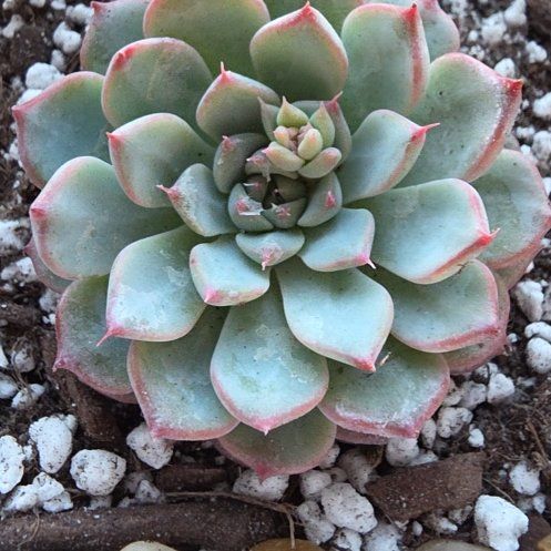 Photo of the plant species Echeveria Parva by @Dfly07 named Rosie on Greg, the plant care app
