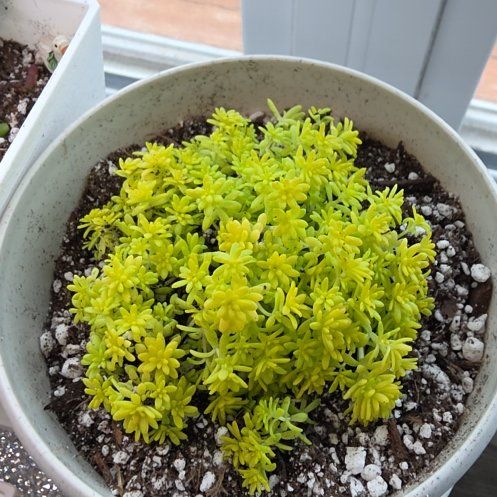 Photo of the plant species Tokyo Sun Stonecrop by @Dfly07 named Spongebob on Greg, the plant care app