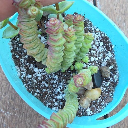 Photo of the plant species Jade Necklace by @Dfly07 named Plankton on Greg, the plant care app