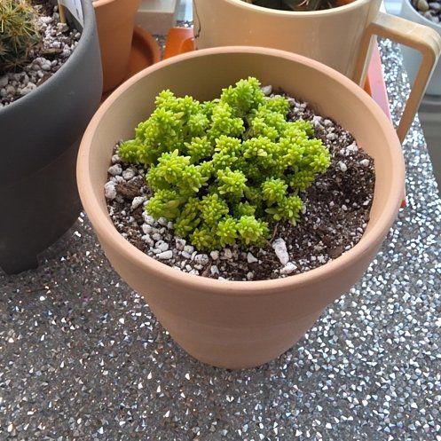 Photo of the plant species Tokyo Sun Stonecrop by @Dfly07 named Doodlebob on Greg, the plant care app