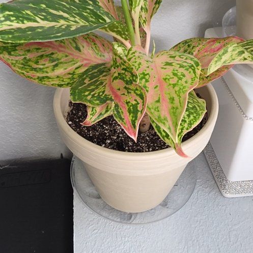 Photo of the plant species Aglaonema 'Sparkling Sarah' by @Dfly07 named Indy on Greg, the plant care app