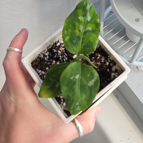 Photo of the plant species Aglaonema 'Tricolor' by @Dfly07 named Maverick on Greg, the plant care app