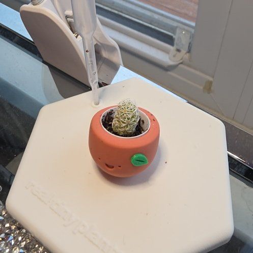 Photo of the plant species Thimble Cactus by @Dfly07 named Squirt on Greg, the plant care app