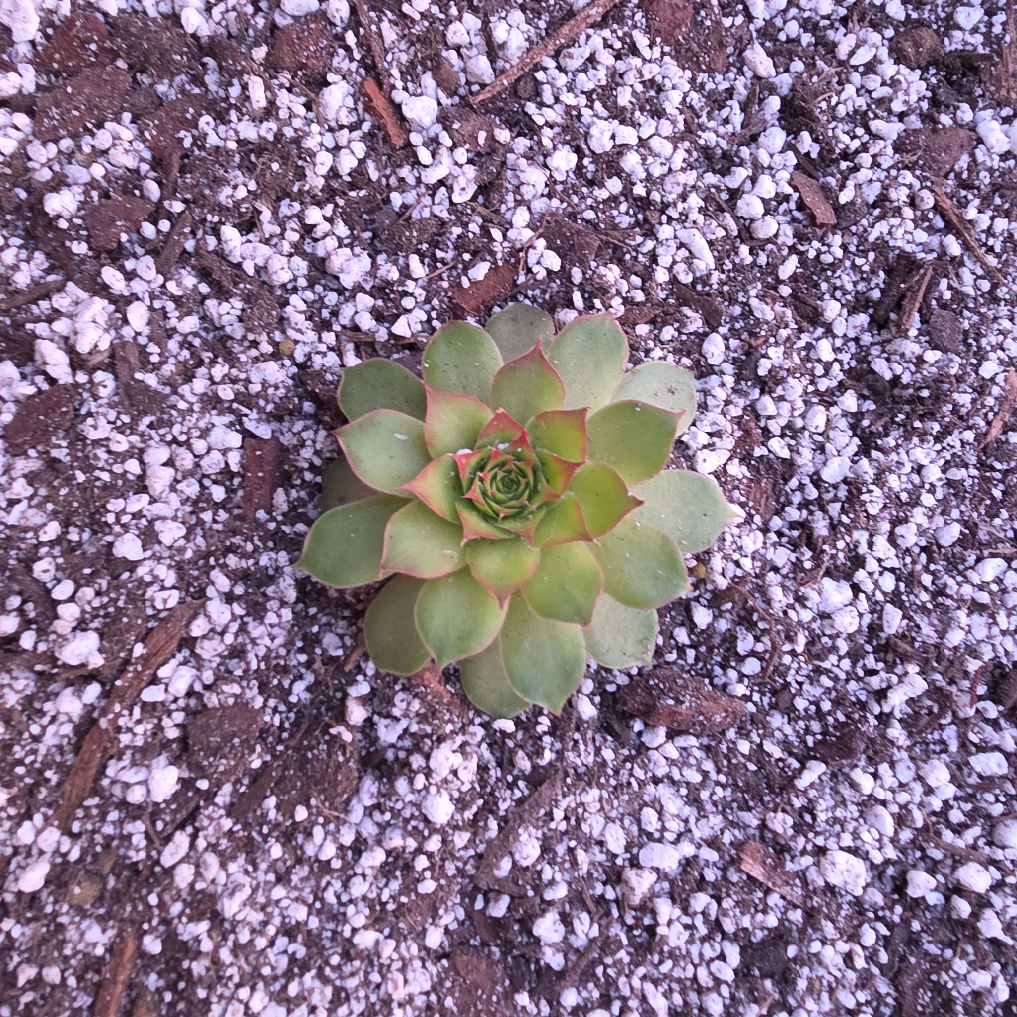 Photo of the plant species Hen And Chick Gold Nugget by @Dfly07 named Goldie on Greg, the plant care app