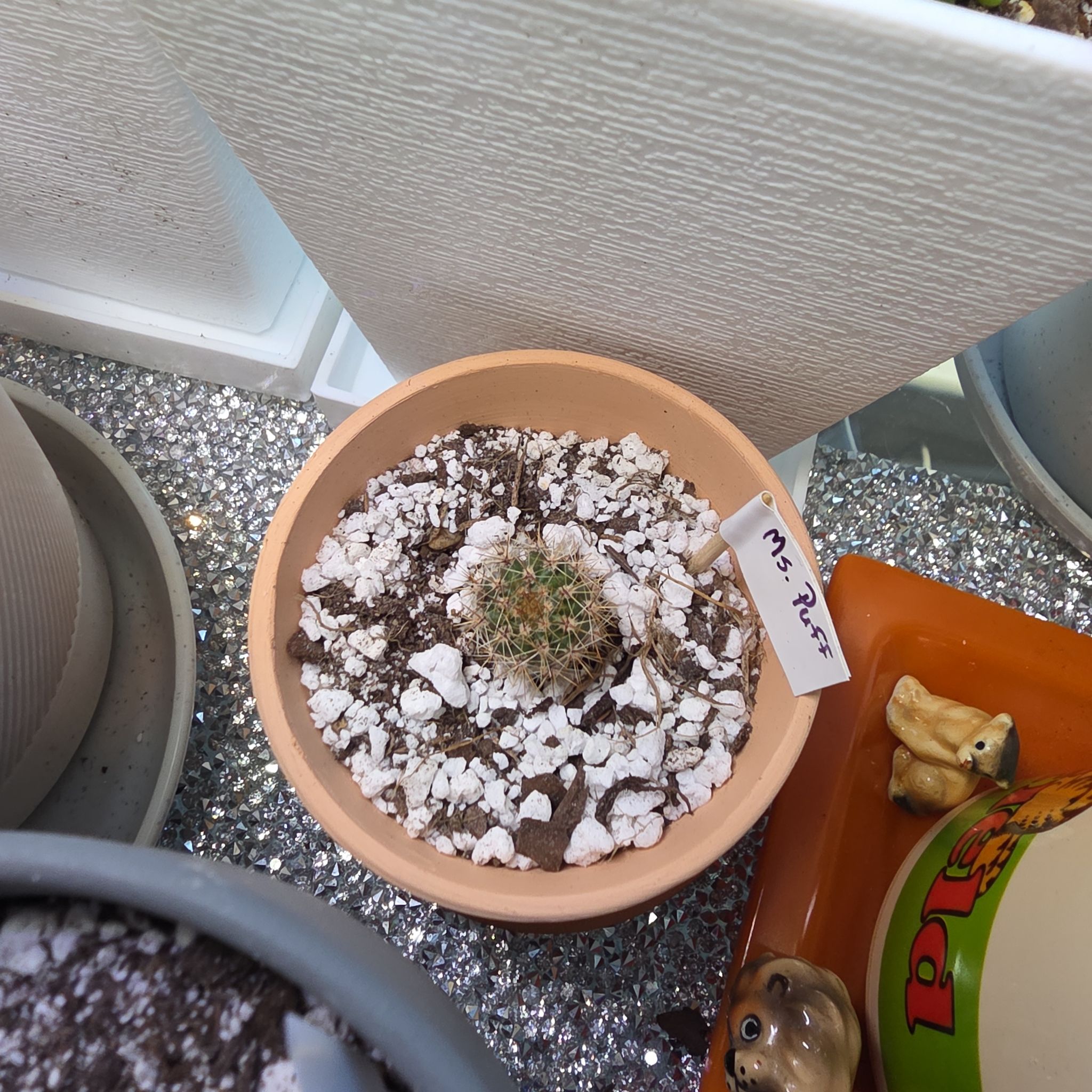 Ms. Puff