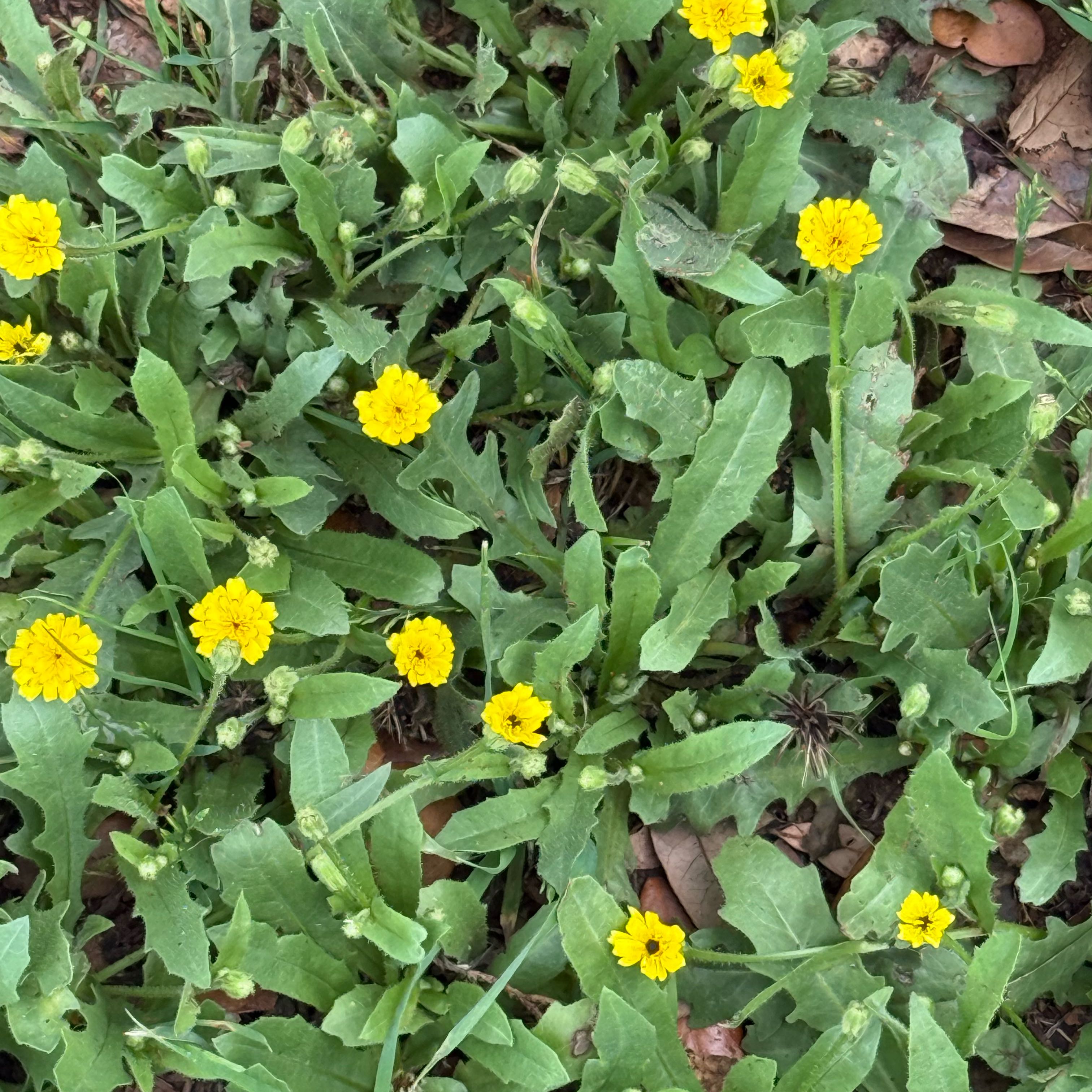 Photo of the plant species Oriental False Hawksbeard by @ReallyCooperi named Gates on Greg, the plant care app