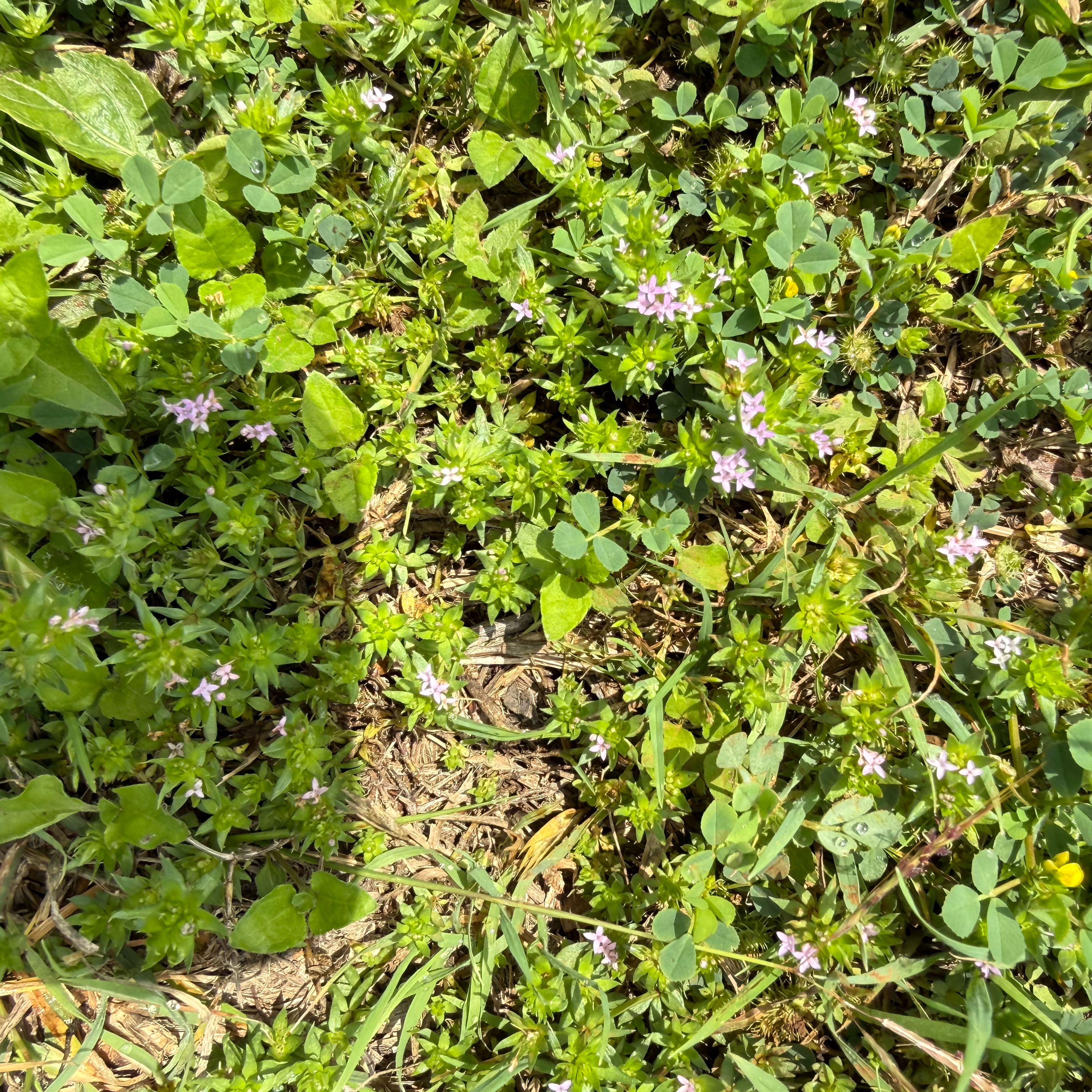 Photo of the plant species Blue Fieldmadder by @ReallyCooperi named Austen on Greg, the plant care app