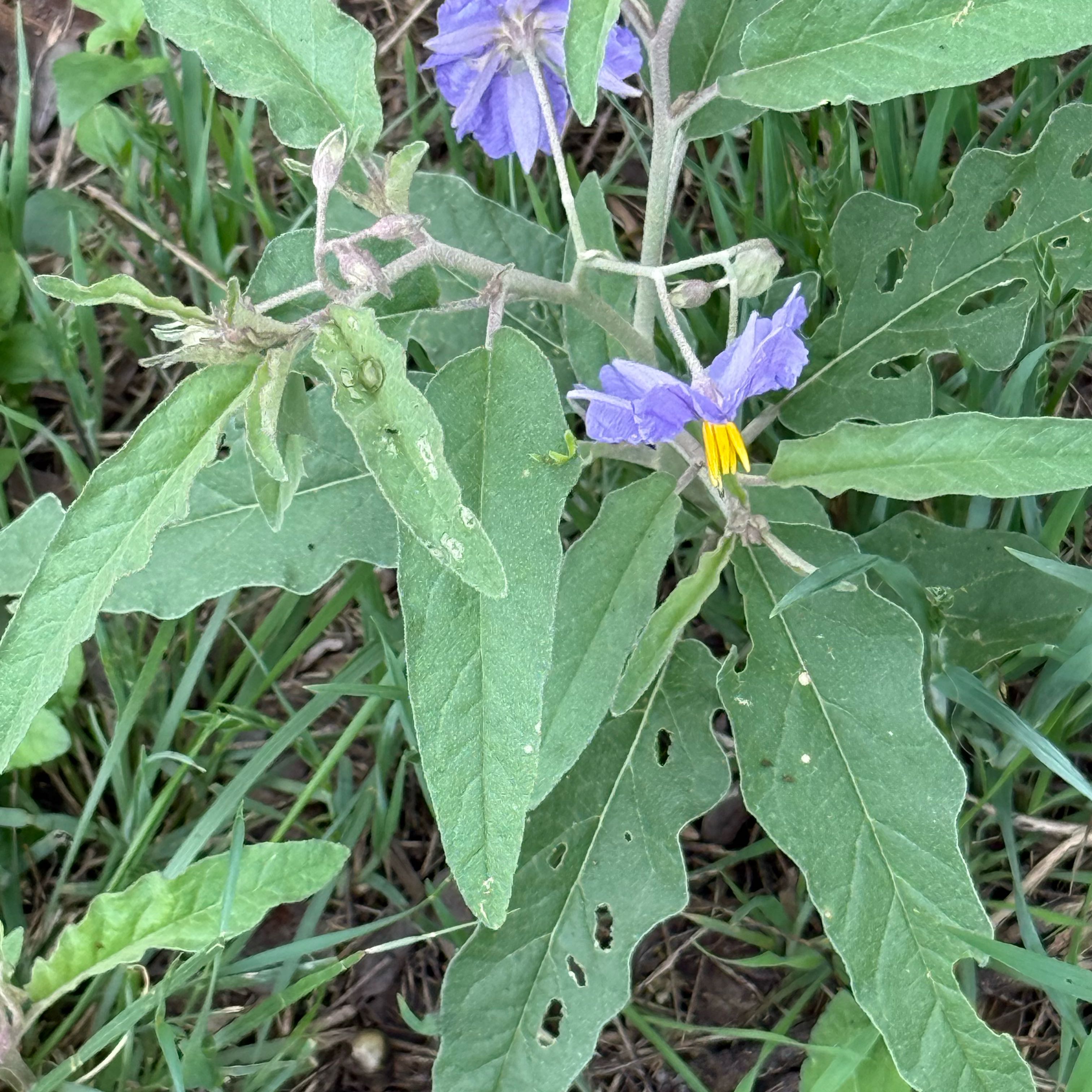 Photo of the plant species Carolina Horsenettle by @ReallyCooperi named Remington on Greg, the plant care app